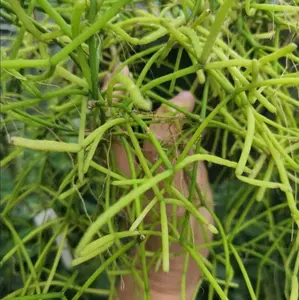 Mistletoe Cactus Cuttings