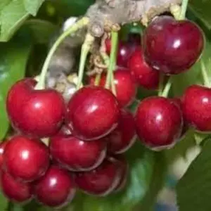 Dwarf Bing Cherry Tree Seeds Sweet Fruit 30 Seeds