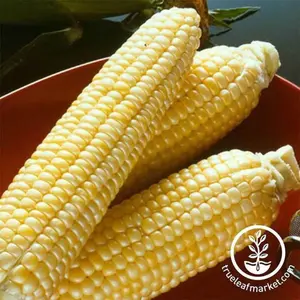 Corn Seeds - Sweet - Sugar Buns Hybrid (treated)