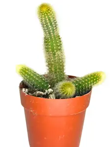 2.5" Golden Rat Tail Cactus – Live Plant