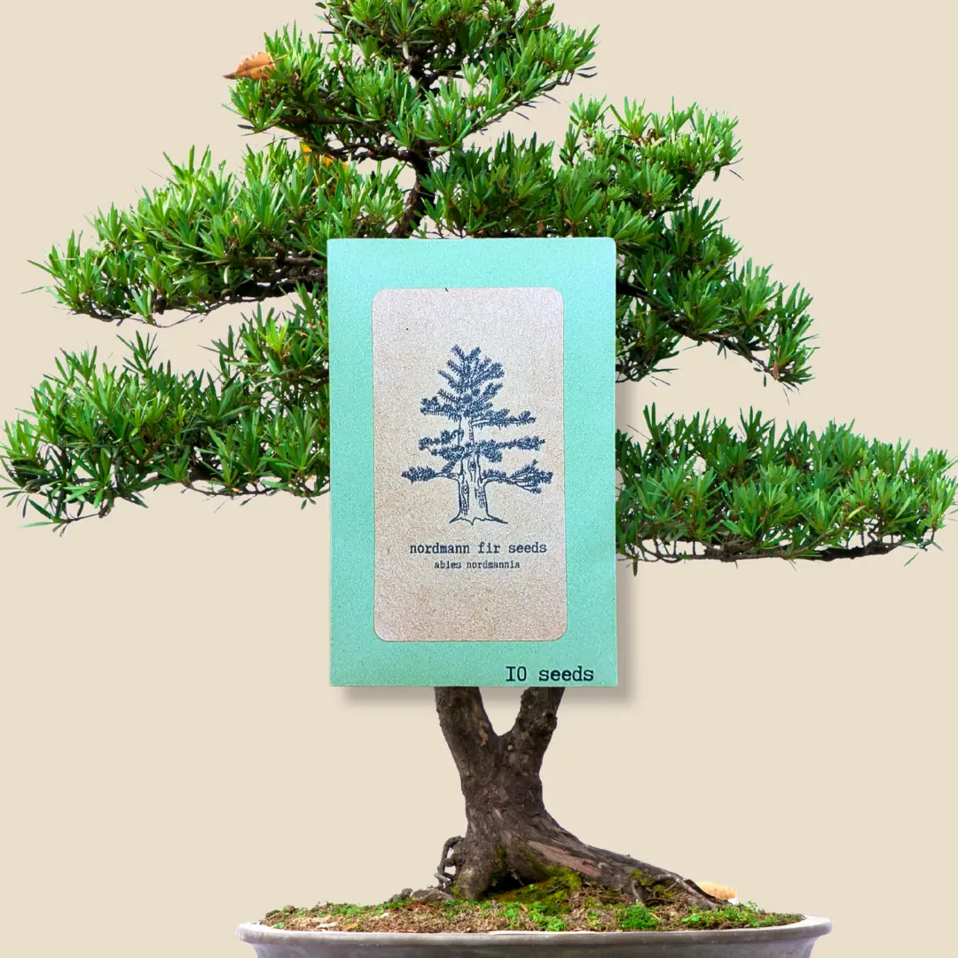 Abies Nordmannia 'Nordmann Fir' Seeds