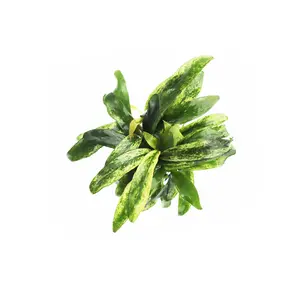 Anubias barteri var. glabra "pinto" hybrid