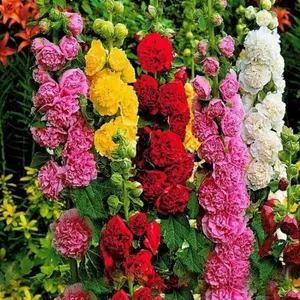 800+ Mix Hollyhock Seeds for Planting (Alcea Rosea) Multicolored Double Hollyhock