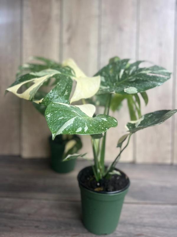 Large, Monstera Thai Constellation' in 6" POT, Thai Con.