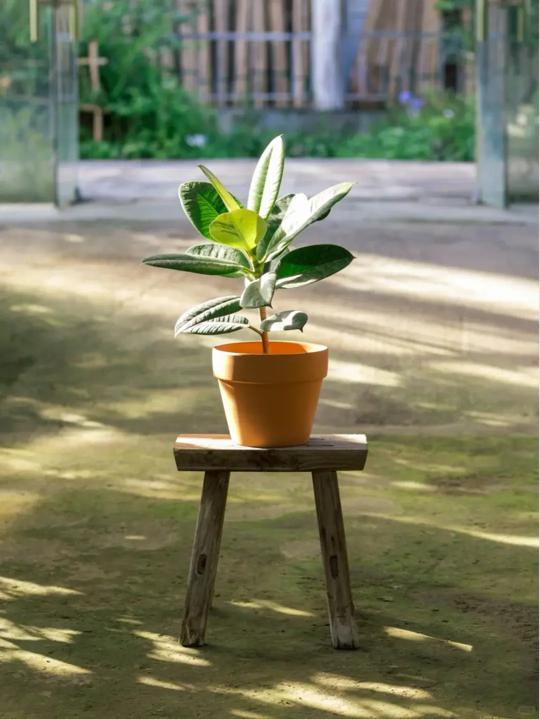Variegated Rubber Plant | Low maintenance indoor foliage plant