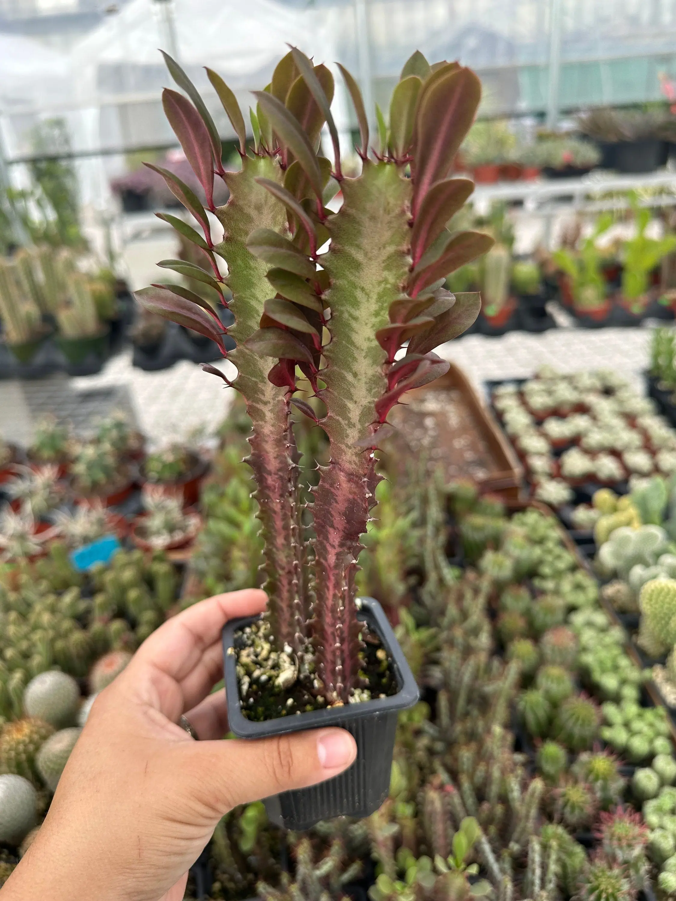 Live Euphorbia- African milk Tree