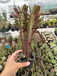 Live Euphorbia- African milk Tree