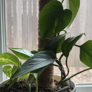 2 Pcs 15.7" Moss Totem Poles for Monstera, Coco Coir Plant Support Stakes with Jute String for Climbing Indoor Potted Plants