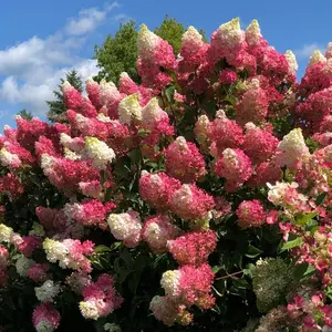 Green River 5 Berry Whit Hydrangea Seeds - Perennial Flower Seed Pack, Cream Pink Petals, Cottage Garden Favorite, Backyard Landscaping Charm