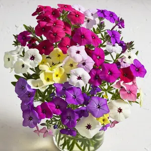 Green River 50 Mixed Colors Phlox Seeds - Rainbow Garden Blend for Pollinator-Attracting Perennial Color Burst, Flower seed pack, All Seasons Blooms, 12-24 Inches Tall, Ideal for Wildflower Beds & Cottage Gardens
