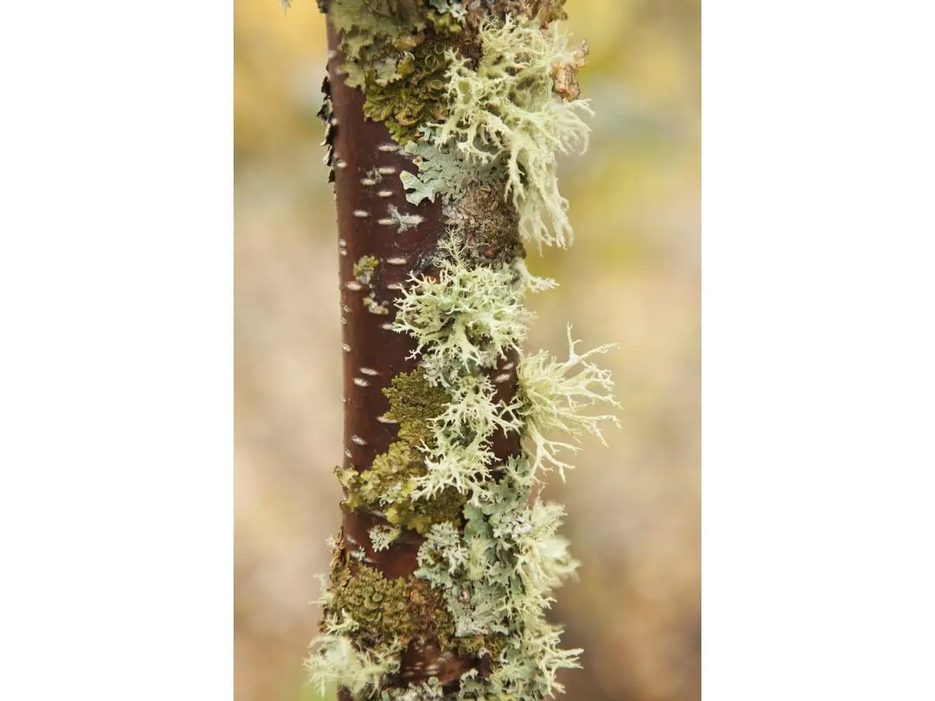 Moss Growing on A Birch Tree Trunk - Thunder Bay Ontario Canada Poster Print - 12 x 18 in.