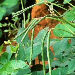 TomorrowSeeds - Texas Cream 40 Pea Cowpea Seeds -  Southern Field Cow Pea Crowder Non GMO USA Vegetable Cover Crop Green Bean Seed 2024 Season