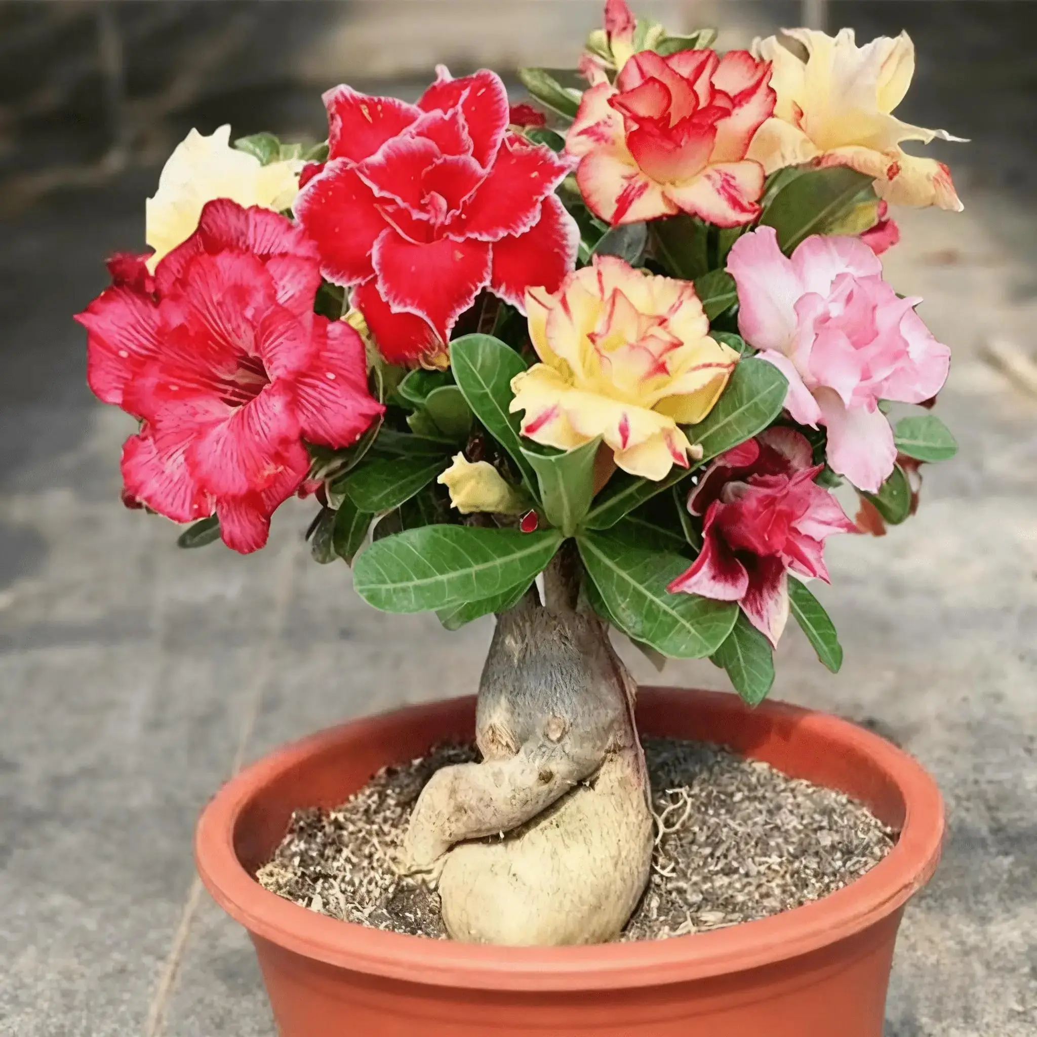 Multi-Color Double Adenium Obesum Bulbs | Drought Tolerant Desert Rose Potted Plant