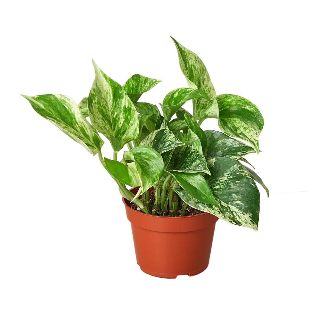 POTHOS MARBLE QUEEN 4-inch