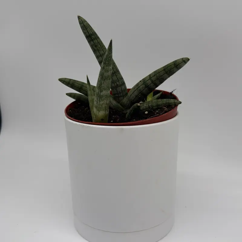 Sansevieria Boncellensis ‘Starfish’ 6” Pot – Rare Snake Plant | Easy Care, Low Light Indoor Plant | Unique Fan-Shaped Leaves