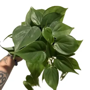 Philodendron Cordatum | Heartleaf Philodendron