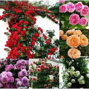 300pcs Climbing Rose Seeds Mixed Colors Fast-Growing Vine Roses for Outdoor Planting Long-Blooming Perennial Flower Seeds