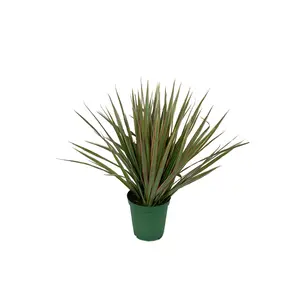 Dracaena Marginata Bicolor - Live Plant in a 6 Inch Pot - Dracaena Marginata 'Bicolor' - Beautiful Air Purifying Indoor Houseplant