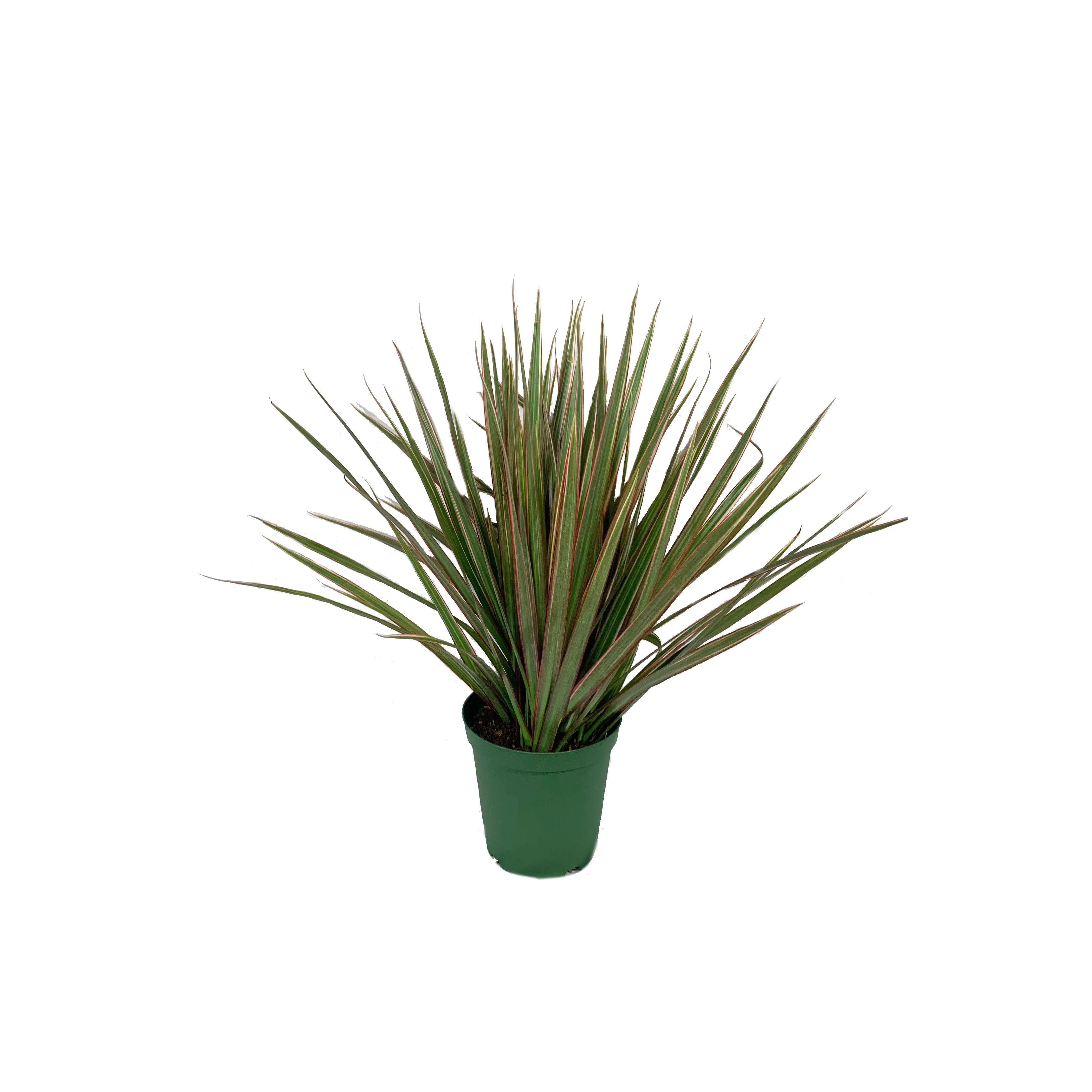 Dracaena Marginata Bicolor - Live Plant in a 6 Inch Pot - Dracaena Marginata 'Bicolor' - Beautiful Air Purifying Indoor Houseplant