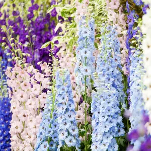 Delphinium Magic Fountains (Larkspur) | Two Live Perennial Plants | Non-GMO, Large Flower Spikes