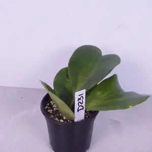 Hoya Kerri Heart Inner Variegated | Low Variegated Sweetheart Hoya | Live Plant
