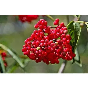 Organic Pacific Red Elderberry