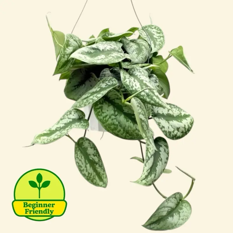Scindapsus Exotica 6” - Hanging Low Maintenance Easy Care House Plant