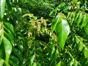 Fresh Green Curry Leves Organic - 500+ leaves- 120 Stems (Curry Patta) From South FLORIDA We Pick them minutes before packing and shipping.