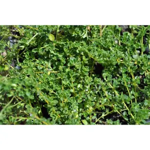 Creeping Lemon Thyme - Combat Mosquitoes! - Live Plant - 3" Pot