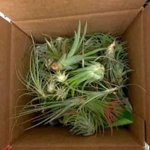 Variety Lot of Airplants (you choose quantity)