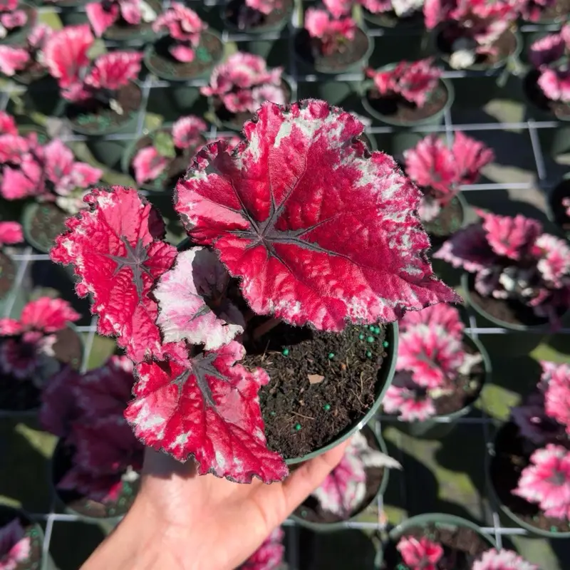 Begonia Rex 6" pot House Plant - Unique Leaves, Beginner Friendly, Indoor Home Decoration