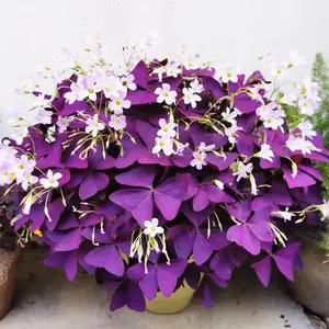 10 PCS Purple Shamrocks Bulbs Good Luck Plant Purple Oxalis Bulbs for Planting Grows Indoor or Outdoor Oxalis Triangularis Bulb
