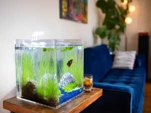 3 GALLON Self-Cleaning Aquarium, Rimless, Seamless, Cube