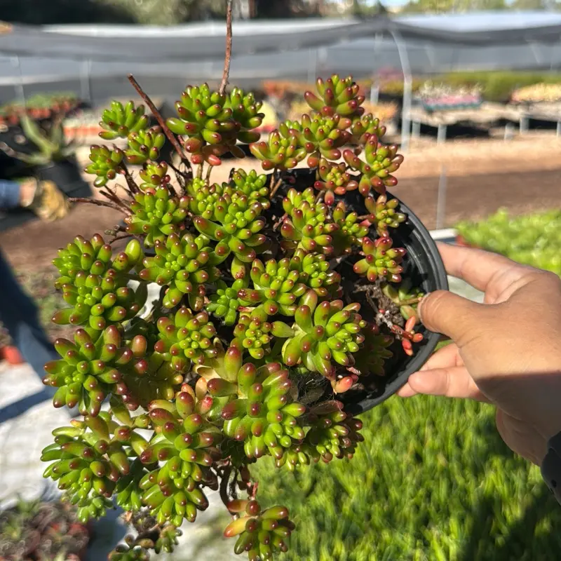 Jelly Bean 6 inch pot Succulent