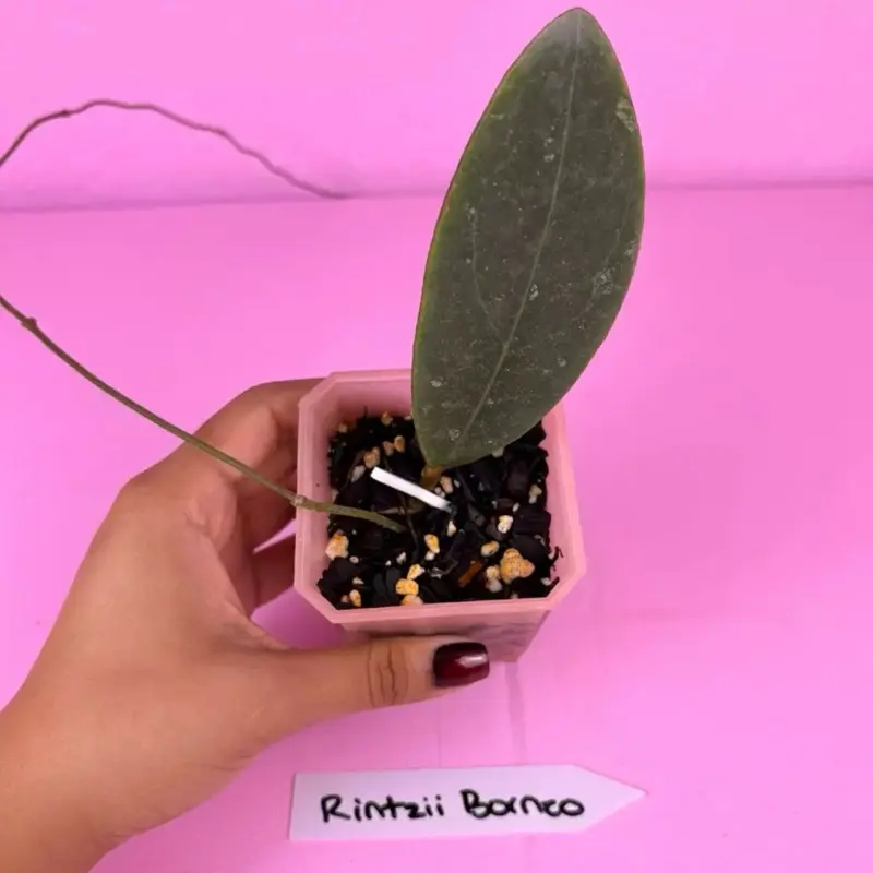 Hoya Rintzii Borneo 2.5” | Rare Hoya | Collector Plant