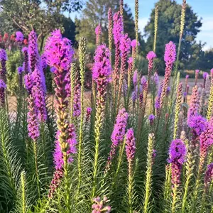 300 Pcs Gayfeather Seeds (Liatris Spicata) - Easy to Grow Perennial, Attracts Pollinators like Bees & Butterflies, 150+ Seeds for Vibrant Garden Displays -A1017-sbc17