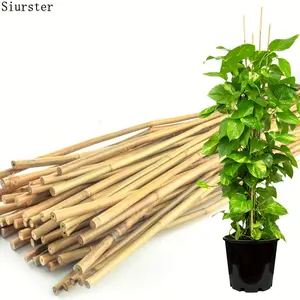 Specials50 Pcs Extra-Long 48-Inch Yellow Wooden Bamboo Plant Stakes - Sturdy Garden Support for Indoor and Outdoor Plants, Perfect for Tomato, Vegetable, Bean Tree, and Potted Climbing PlantsPromotions