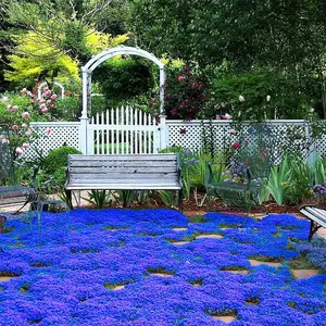 2000+ Mix Creeping Thyme Seeds for Planting - 4 Perennial Non-GMO Heirloom Thyme Ground Cover in Blue, Purple, Red, and Yellow