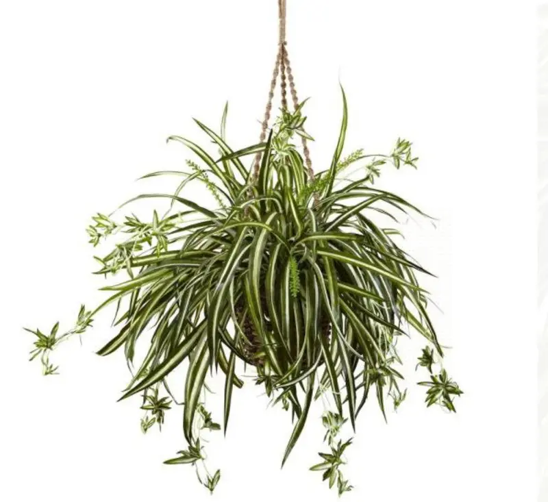 indoor hosta plants Sieboldiana Elegance Hosta – Wild & Son main image 1