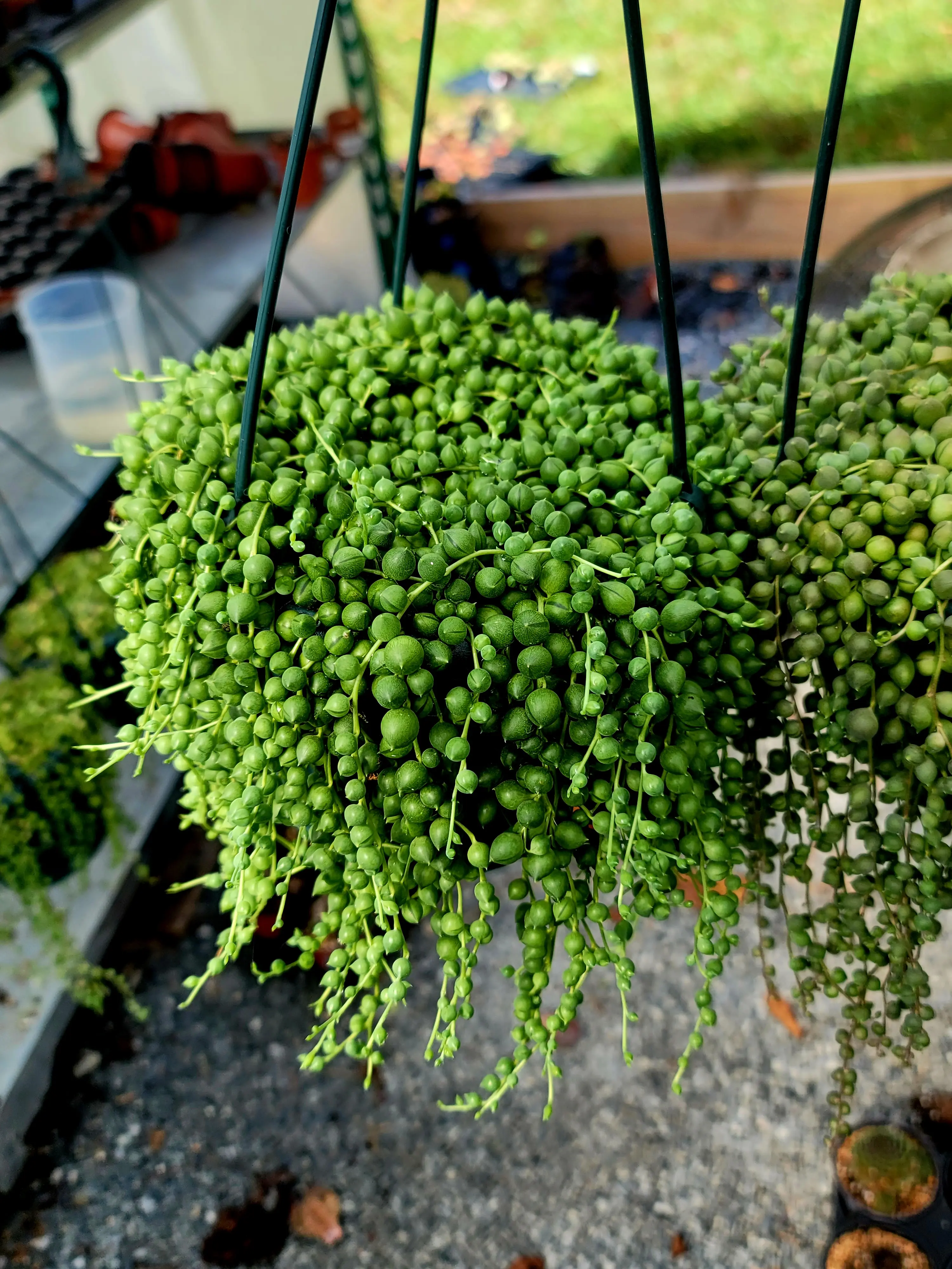 String of Pearls 6 inch hanging basket live succulent plant String of Pearls 6 inch hanging basket live succulent plant