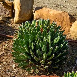 Queen Victoria Agave Seeds (Agave victoriae-reginae) – Stunning compact agave with white-lined geometric leaves. Drought-tolerant and ideal for containers or xeriscapes.