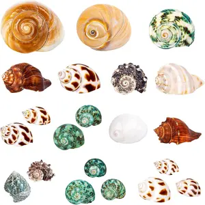21 count Hermit Crab Shells | Assorted  Sea Conch Size 1.3"-3.2" | Growth Turbo for Small to Medium and Large Crabs, Saltwater Hermit Crab Supplies and Sea Shell for Beach Decor
