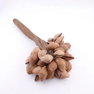 Large Peruvian Kenari Seed Rattle