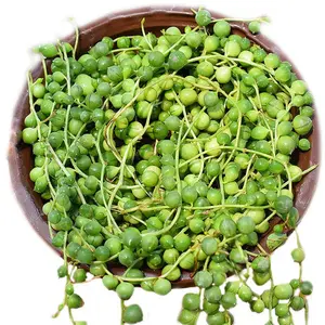 Trailing String of Pearls Live Succulent Beginner Friendly Home Wall Decor Trailing  Hanging Succulent, Pearl String Plant, Indoor Trailing Greenery