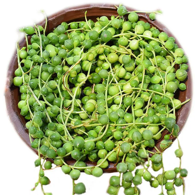 Trailing String of Pearls Live Succulent Beginner Friendly Home Wall Decor Trailing  Hanging Succulent, Pearl String Plant, Indoor Trailing Greenery
