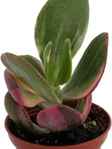 Cream & Green Jade Plant-Crassula ovata Var -Succulent - 2.5" Pot