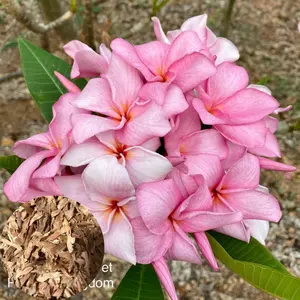 Green River 10 Pale Pink Plumeria Seeds - Flower Seed Pack, Fragrant Tropical Tree Seeds, Perennial Flower Seeds for Containers, Exotic Plant Seeds for Garden Charm