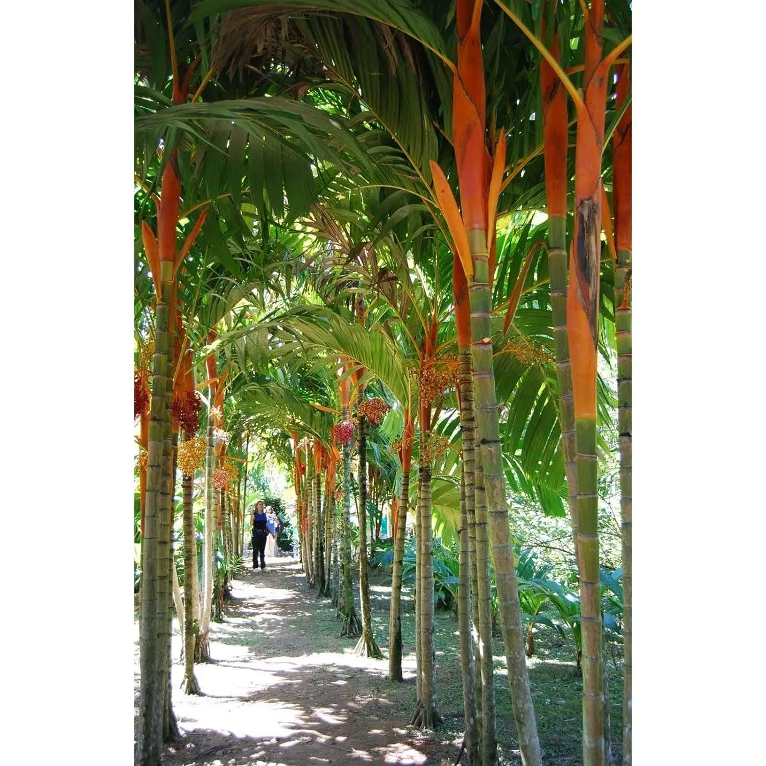 Orange Crownshaft Palm Tree - Live Plants in 4 Inch or 1 Gallon Pots - Areca Vestiaria - Extremely Rare Ornamental Palms from Florida