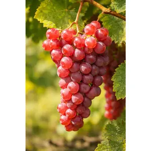 Einset Seedless Grape Vine Plant | Sweet Red Table Grape, Cold Hardy, Non-GMO | Hand Picked Nursery