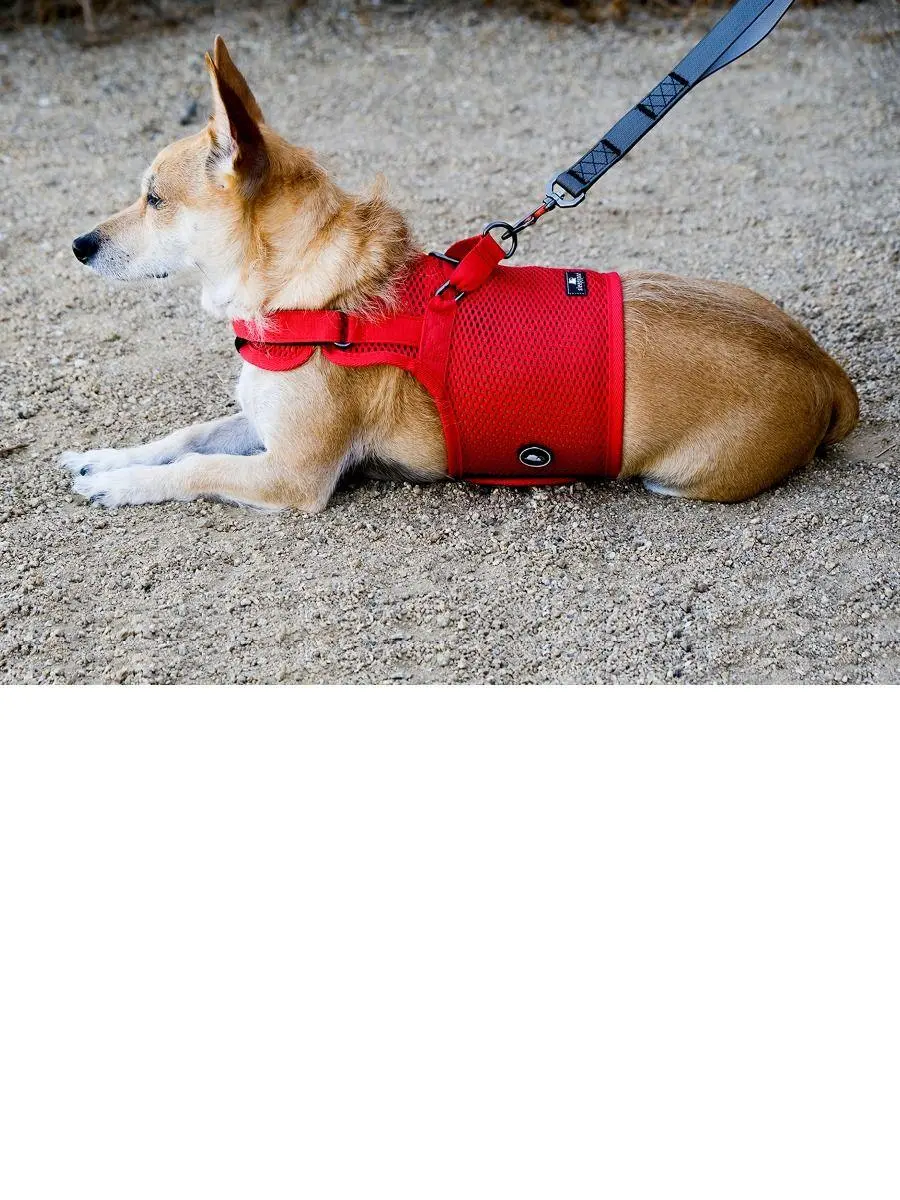 Martingale Dog Harness